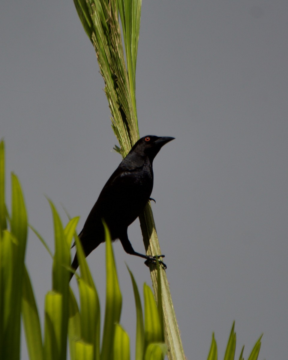 Bronzed Cowbird - ML146431591