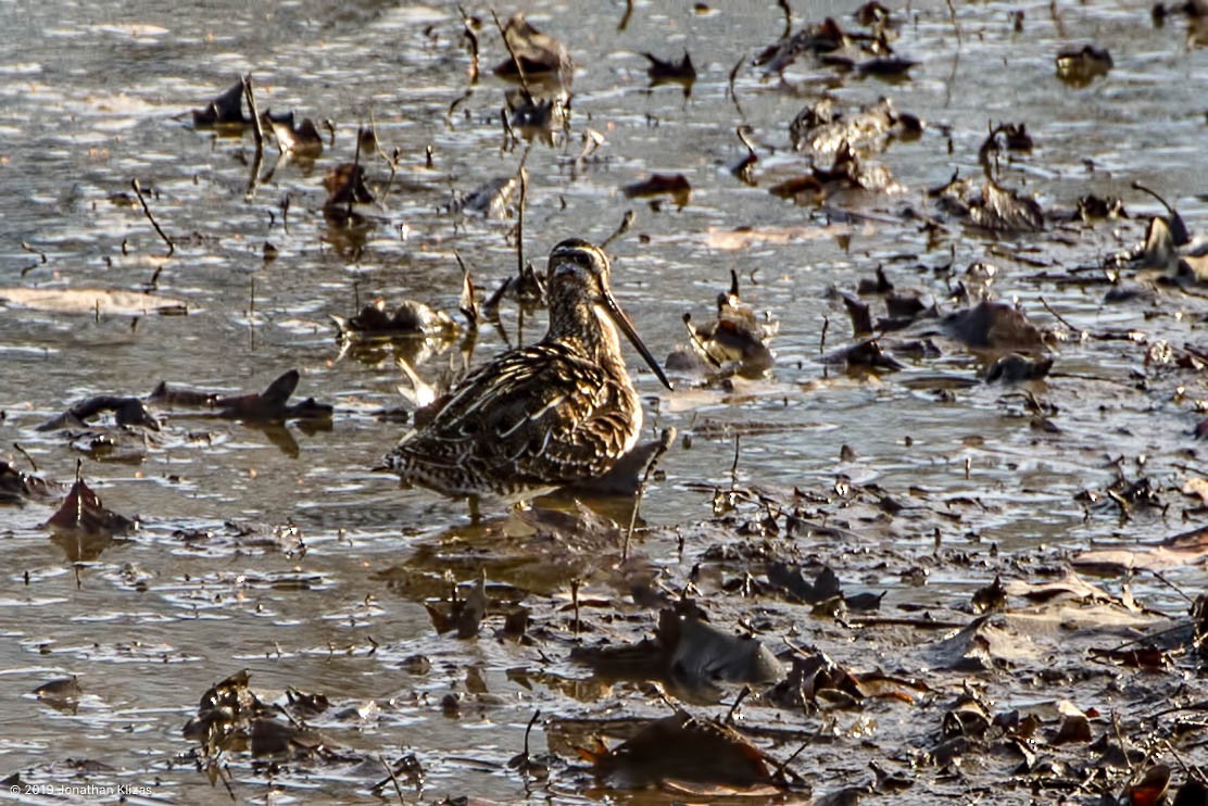 Wilson's Snipe - ML146431661