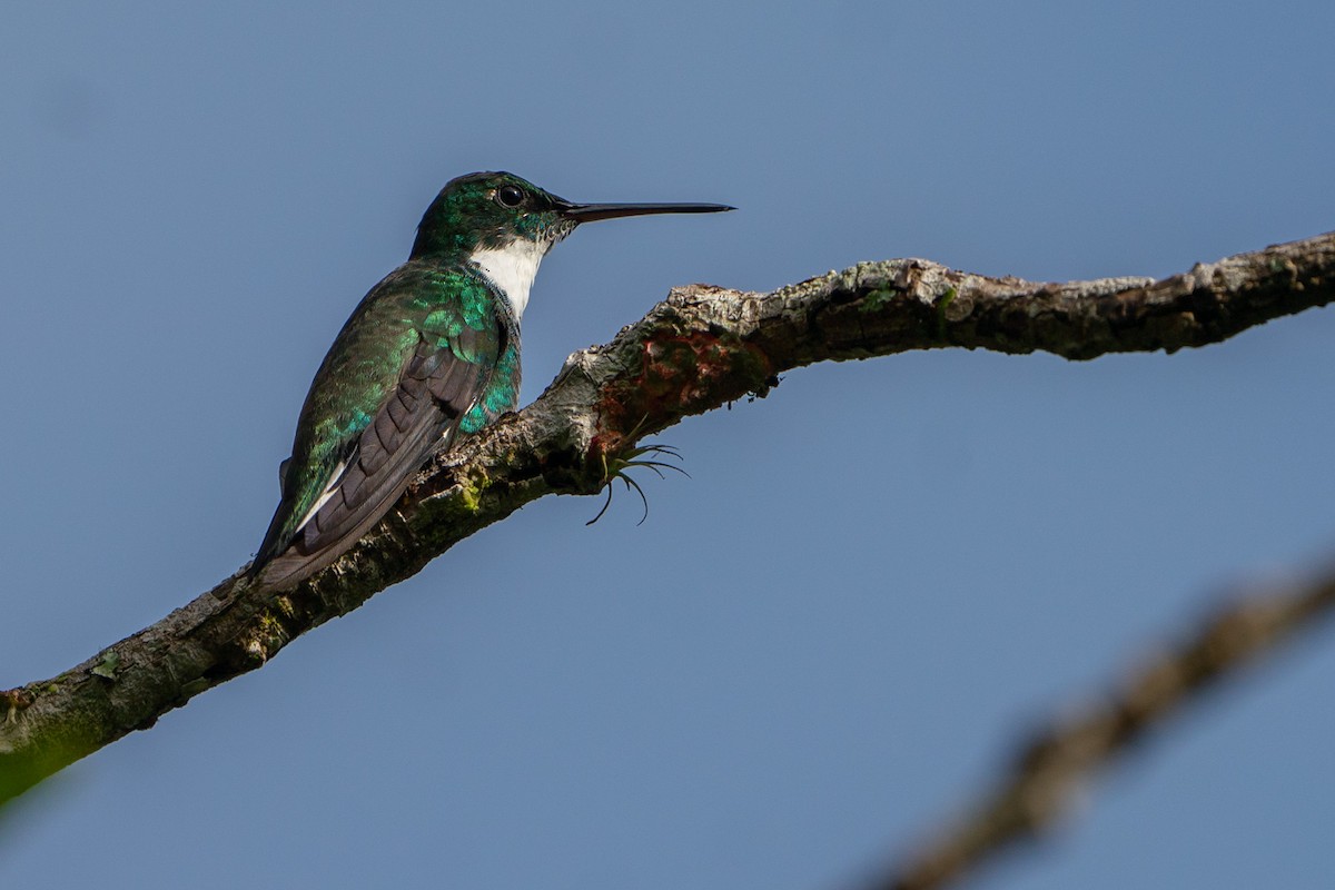 White-throated Hummingbird - ML146431751