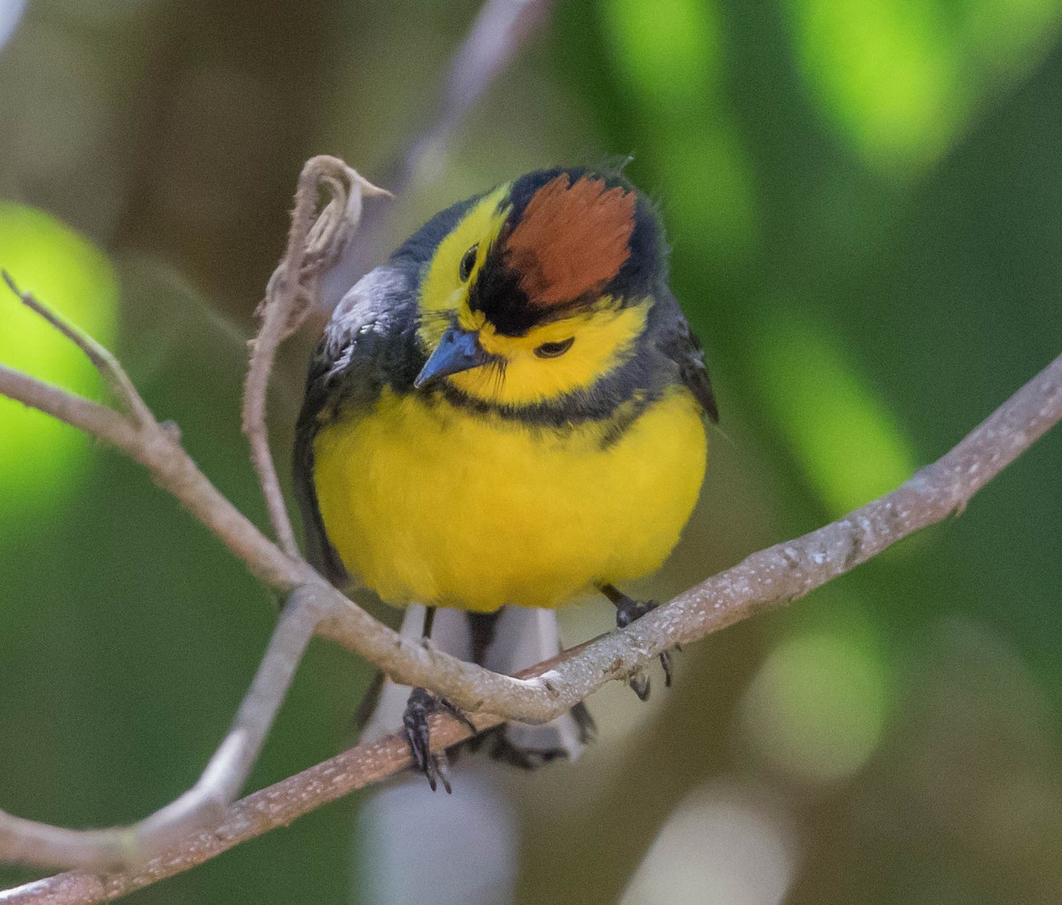 Collared Redstart - Robert Bochenek