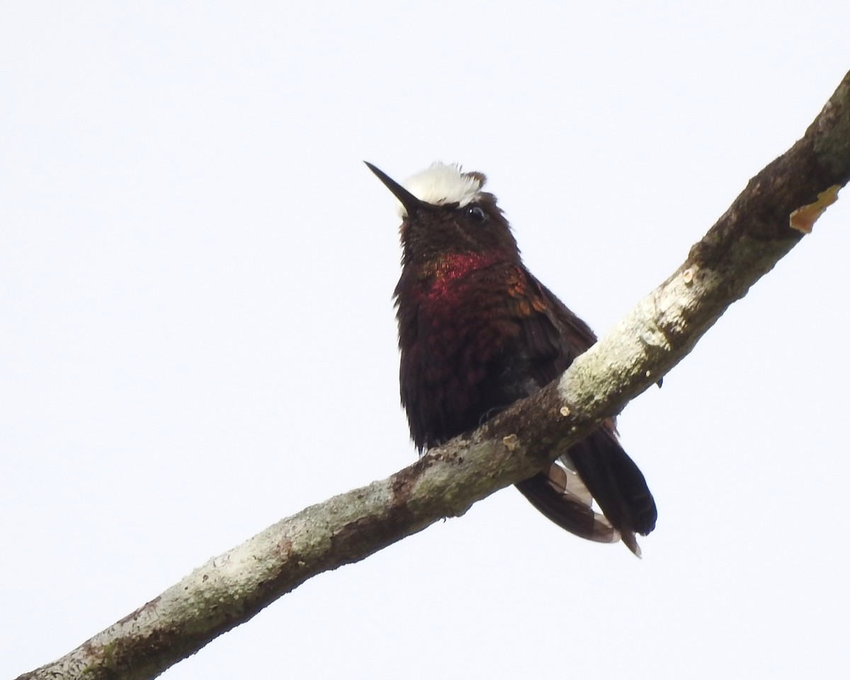 kolibřík běločelý - ML146431911