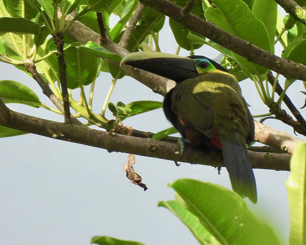 Yellow-eared Toucanet - Larry Waddell