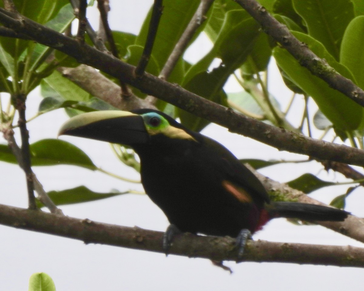 Yellow-eared Toucanet - ML146432081