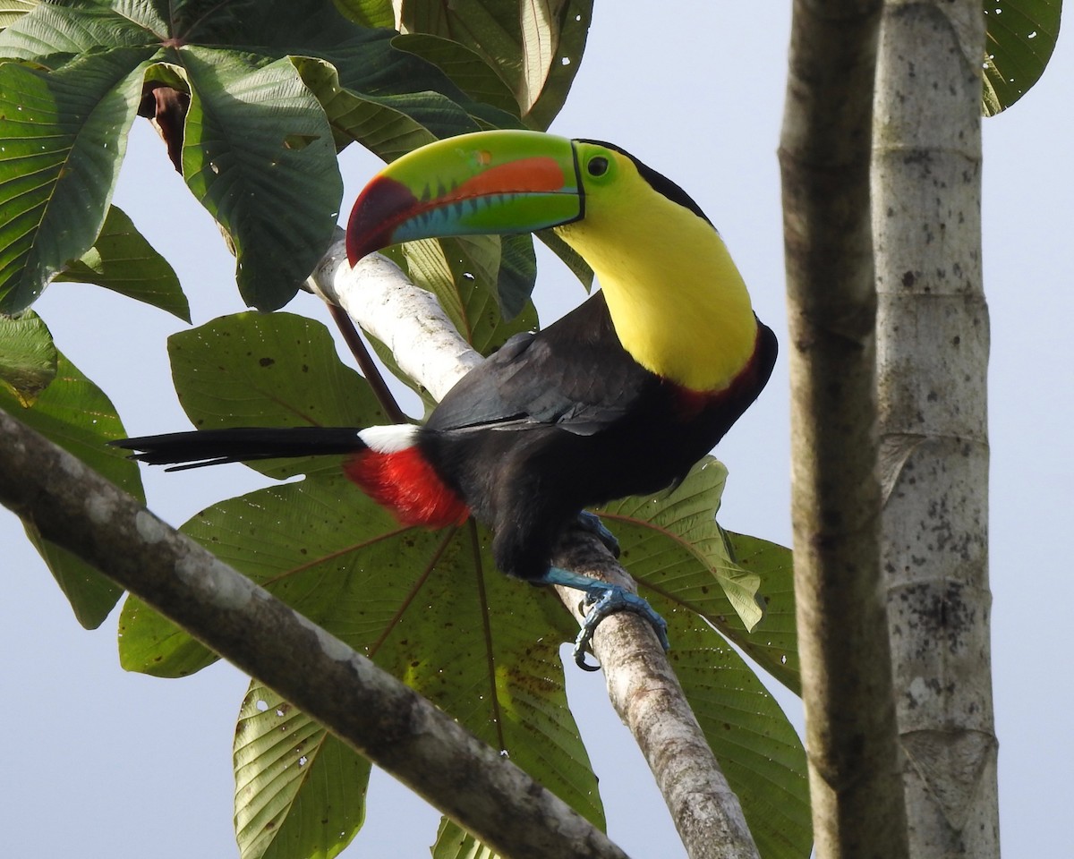 Keel-billed Toucan - ML146432171