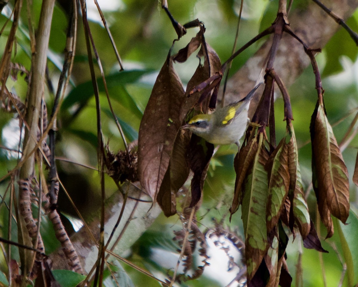 Golden-winged Warbler - ML146432231