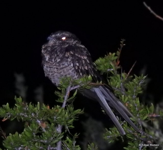 Band-winged Nightjar - ML146432451