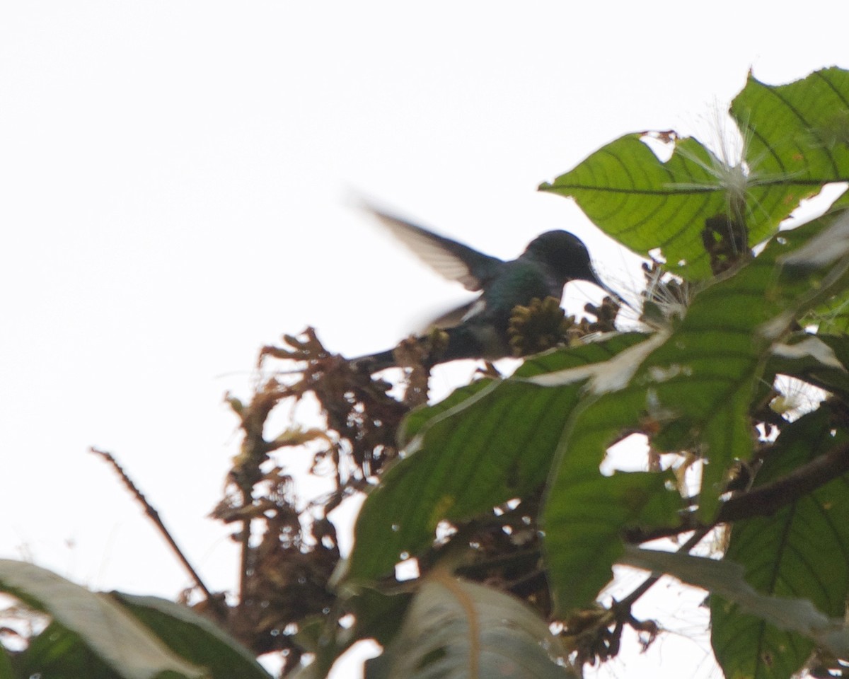 kolibřík trnoocasý - ML146435471