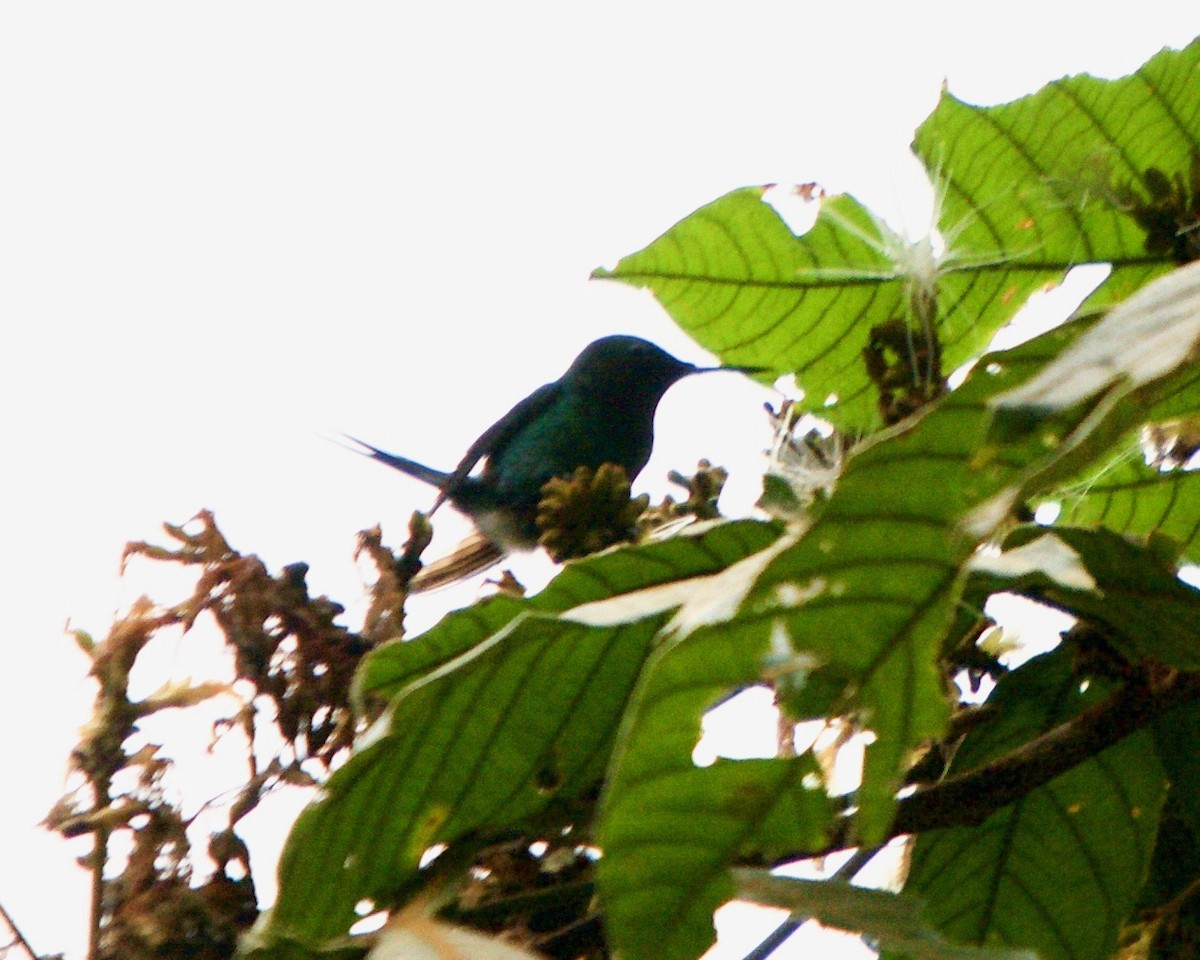 kolibřík trnoocasý - ML146435521