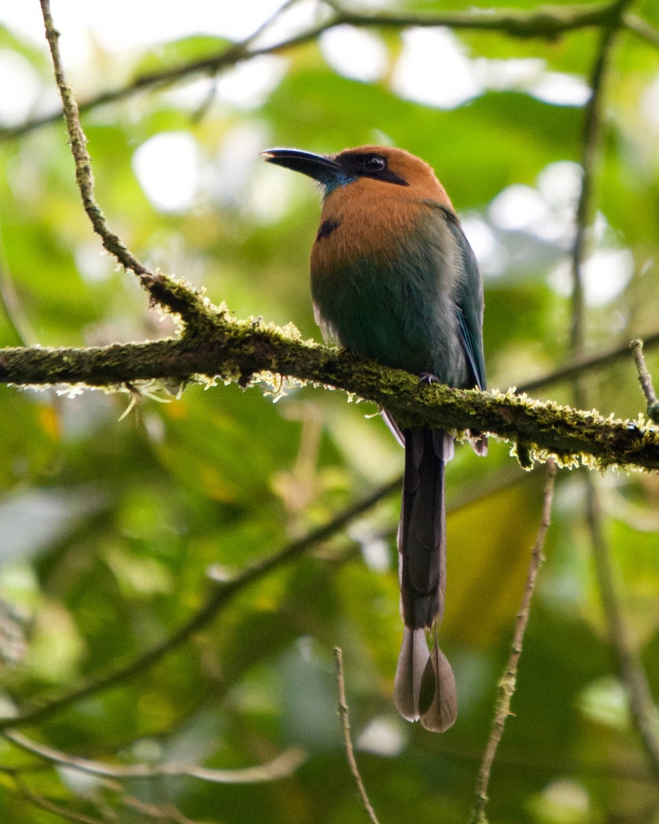 Broad-billed Motmot - ML146436401