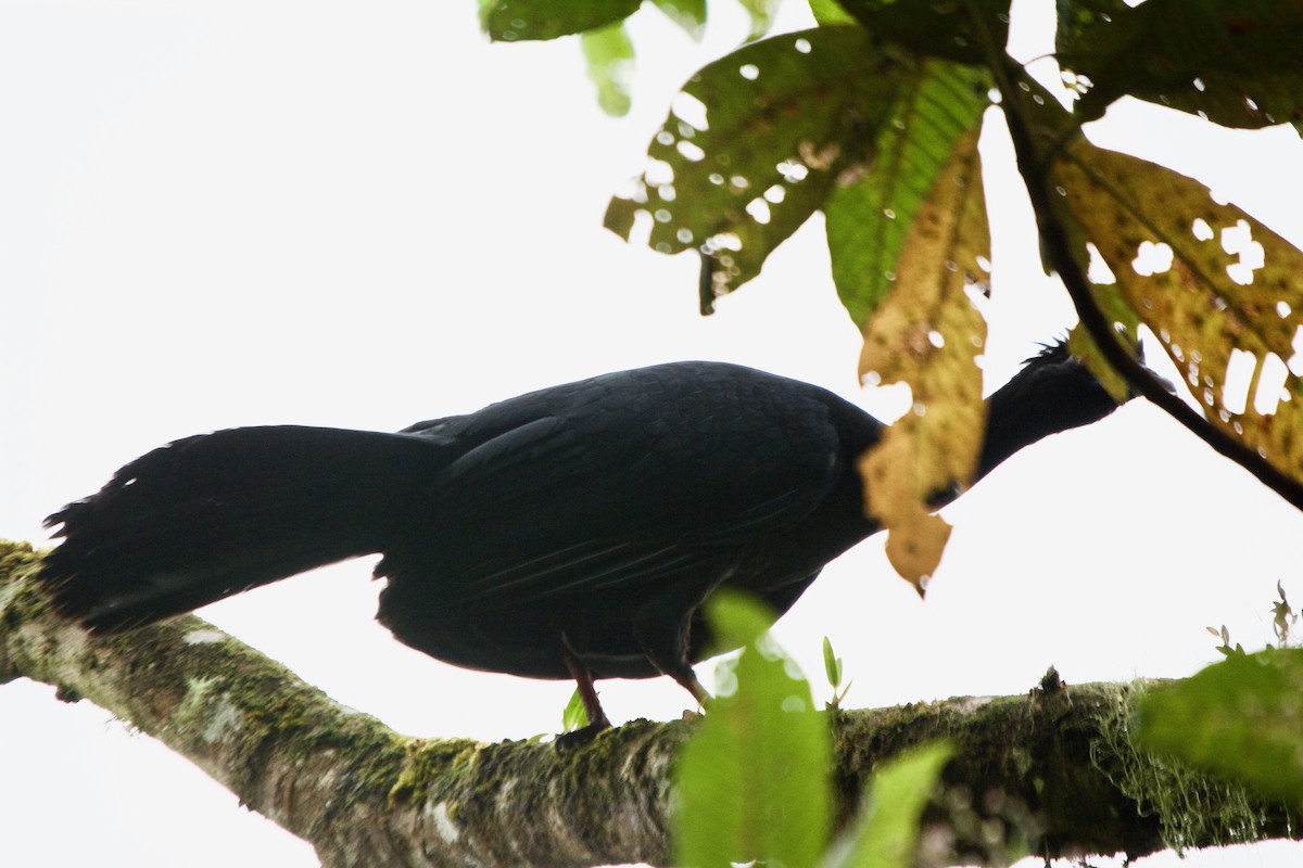 Crested Guan - ML146436621