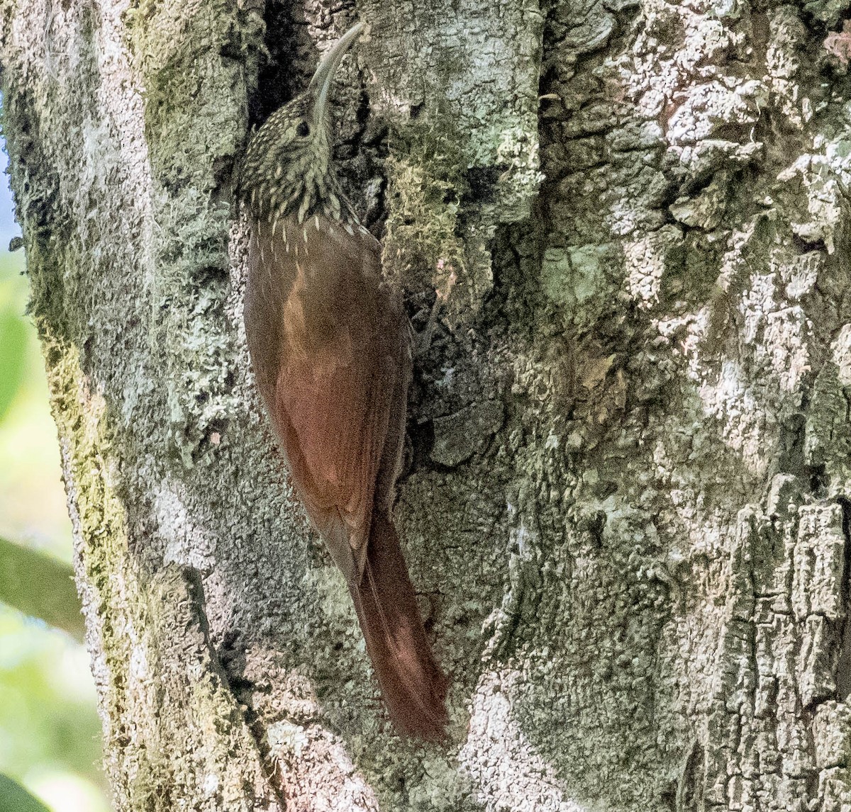 Spot-crowned Woodcreeper - Robert Bochenek