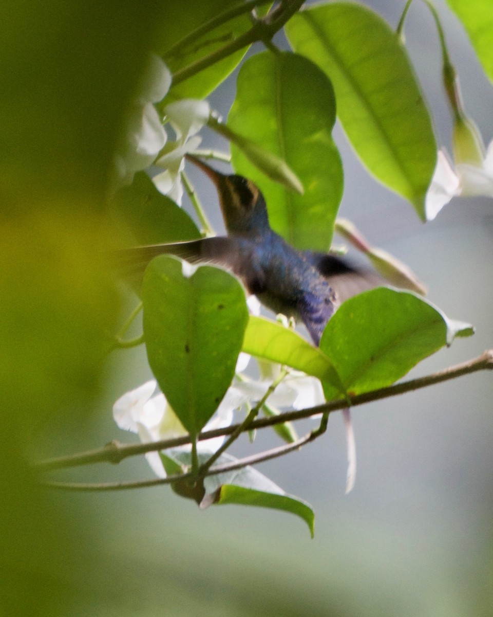 kolibřík šedobřichý - ML146436971