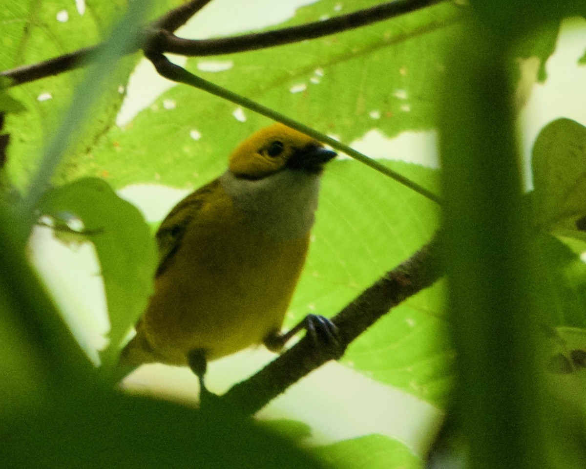 Silver-throated Tanager - ML146437051