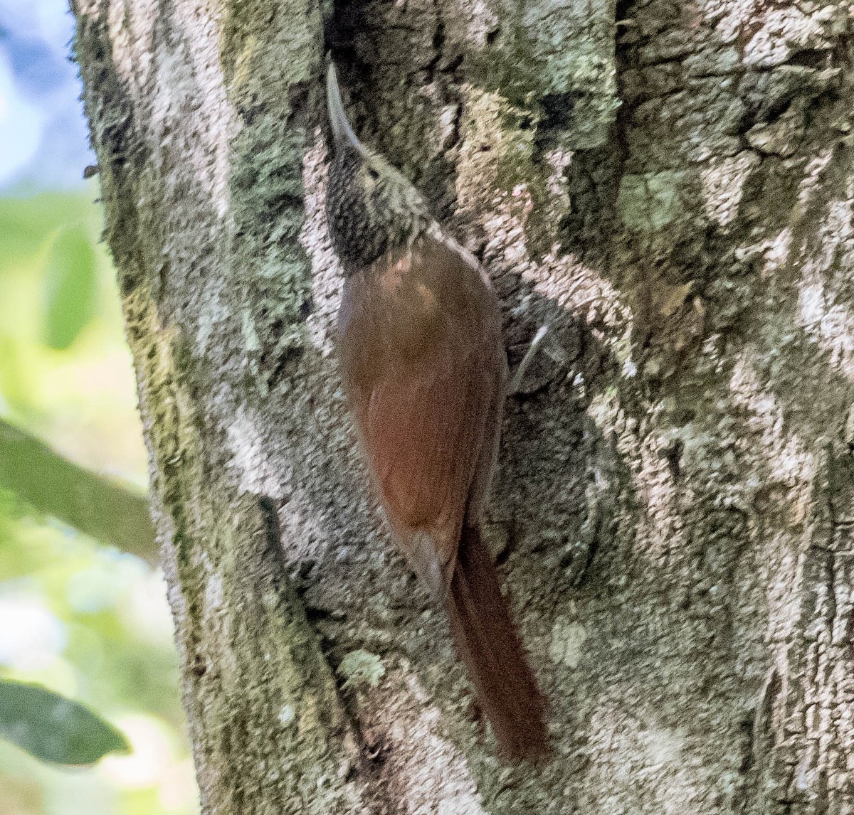 Spot-crowned Woodcreeper - Robert Bochenek