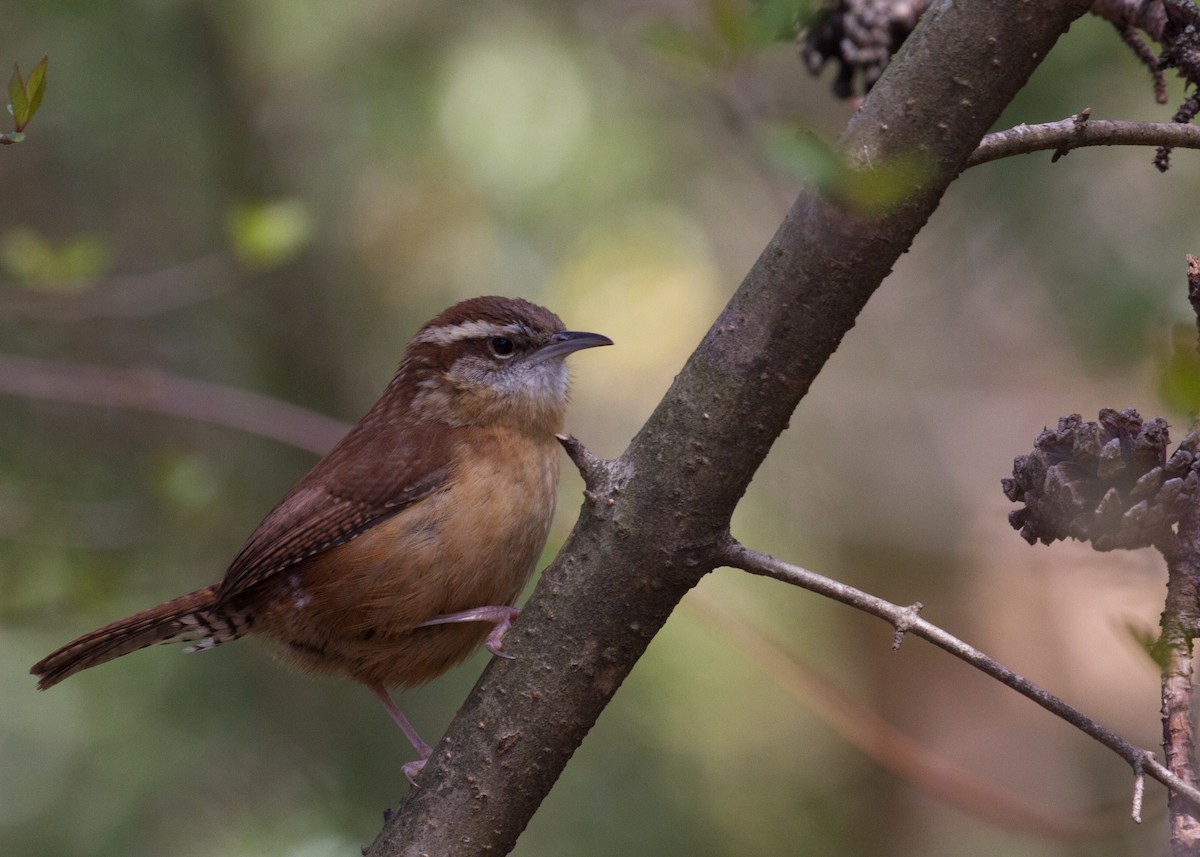 Carolina Wren - ML146437301