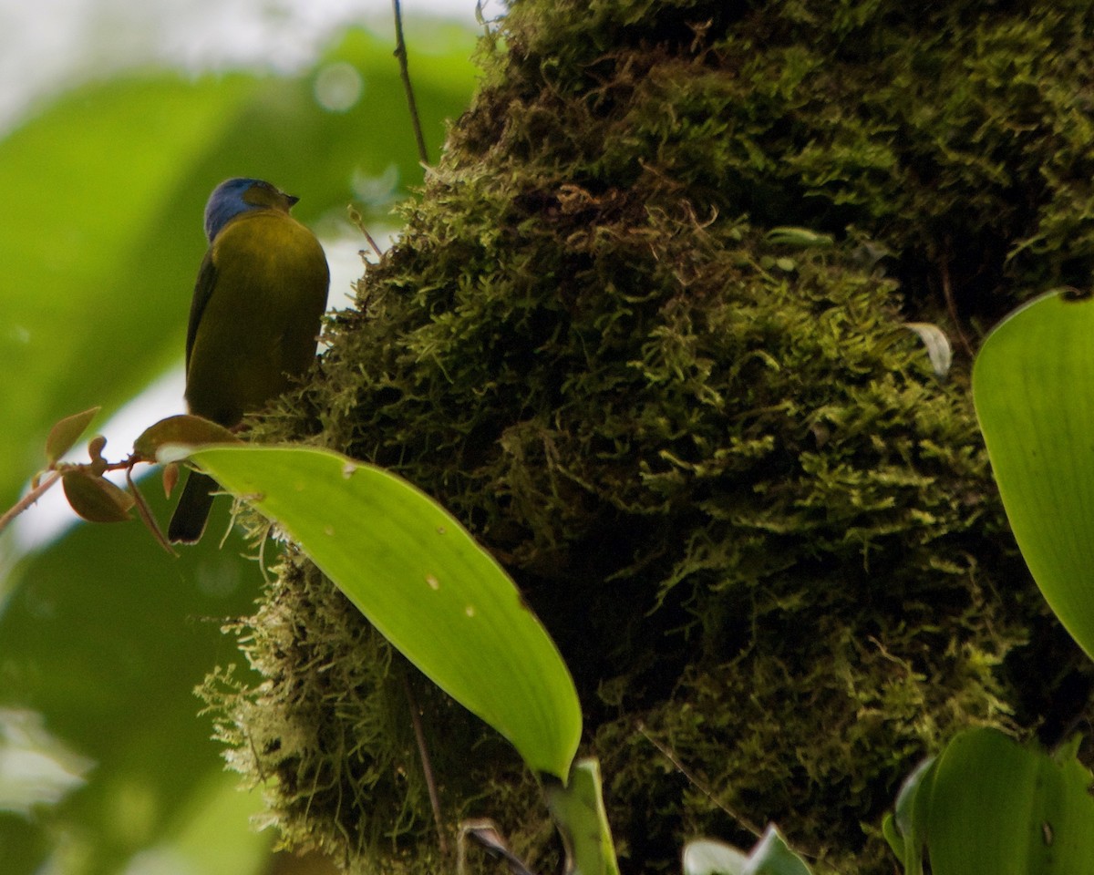 Elegant Euphonia - ML146437391