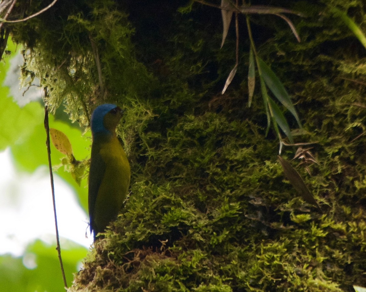 Elegant Euphonia - ML146437521