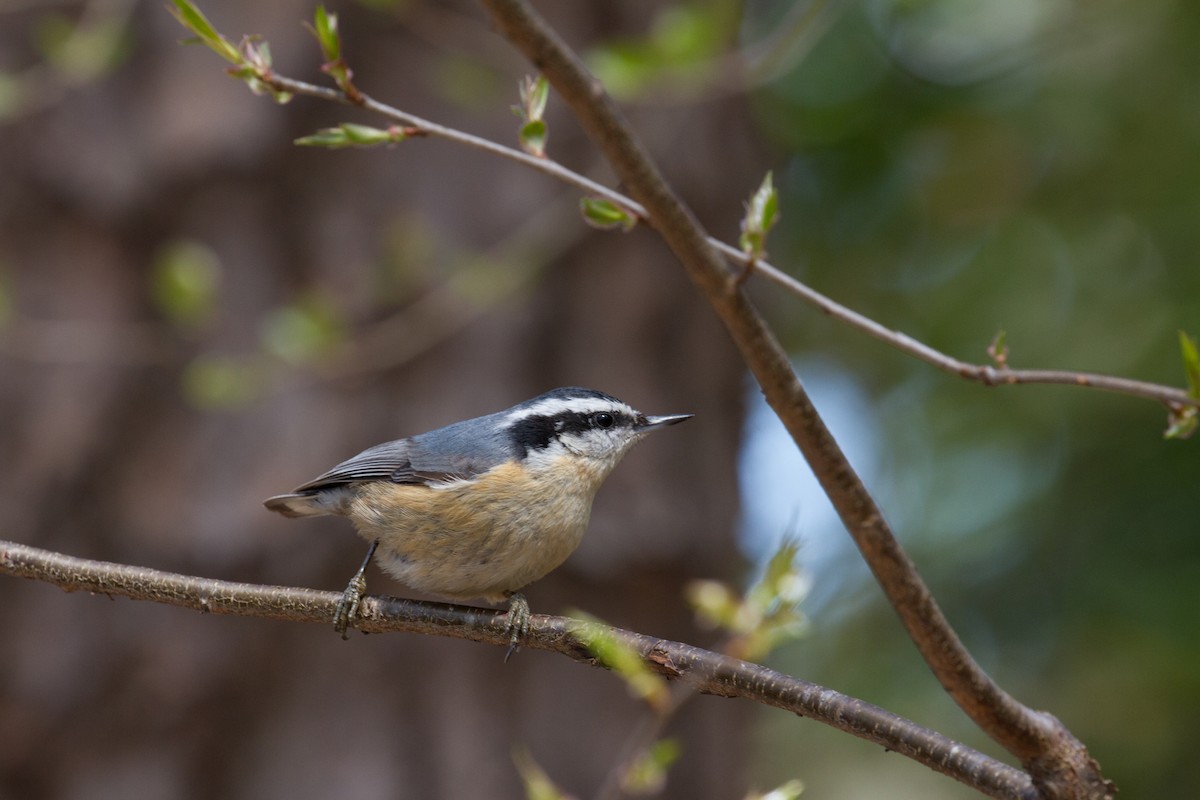 Red-breasted Nuthatch - ML146437581