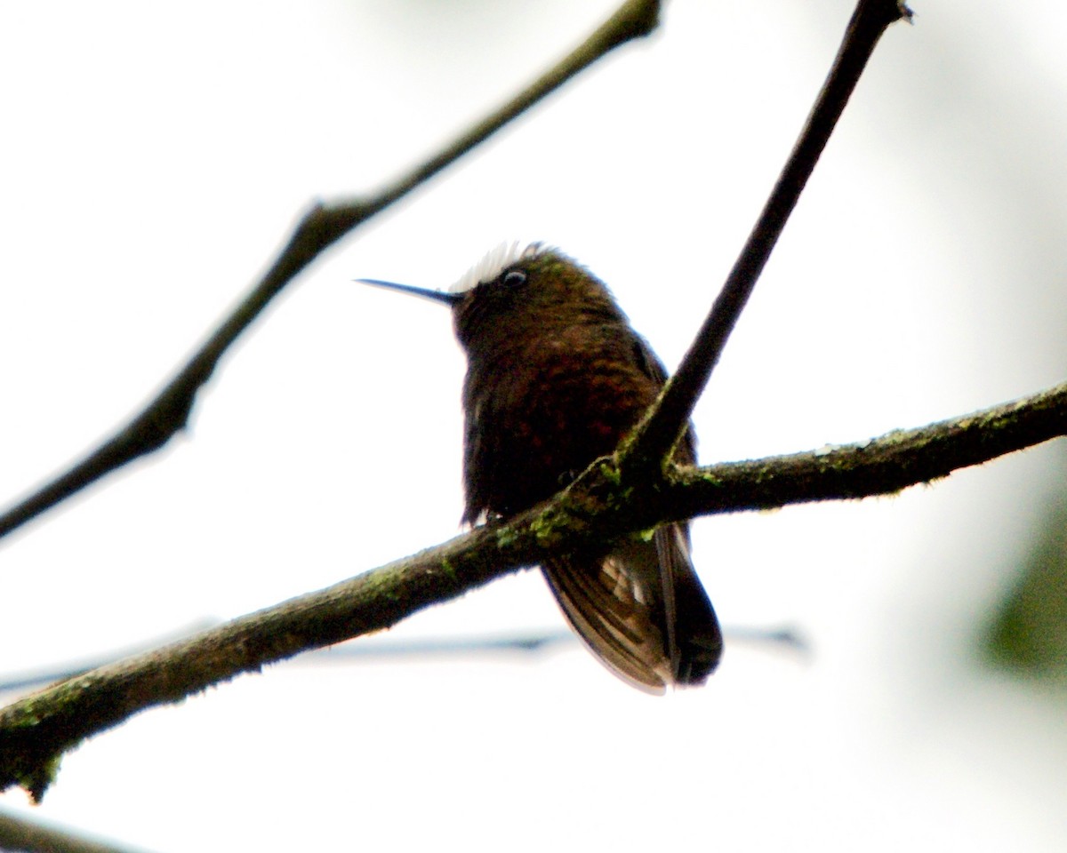 kolibřík běločelý - ML146437971