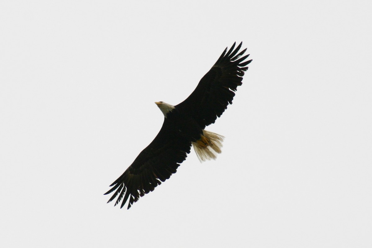 Bald Eagle - ML146439951