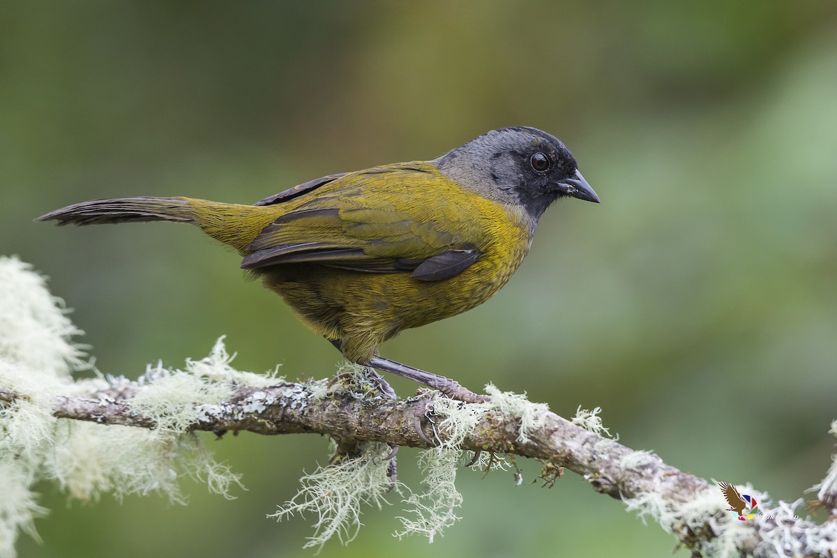 Large-footed Finch - ML146440731