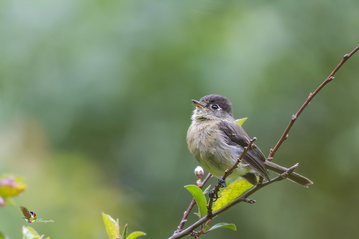 Black-capped Flycatcher - fernando Burgalin Sequeria