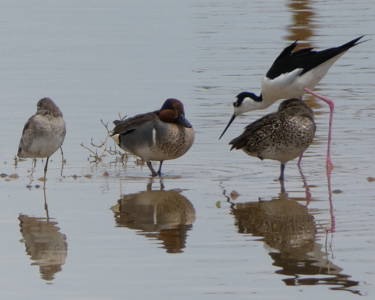 Black-necked Stilt - Randall M