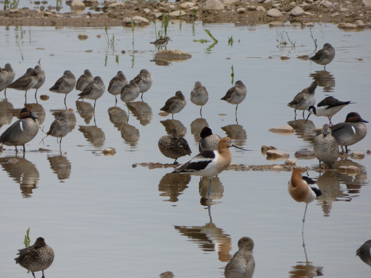 Avocette d'Amérique - ML146441741