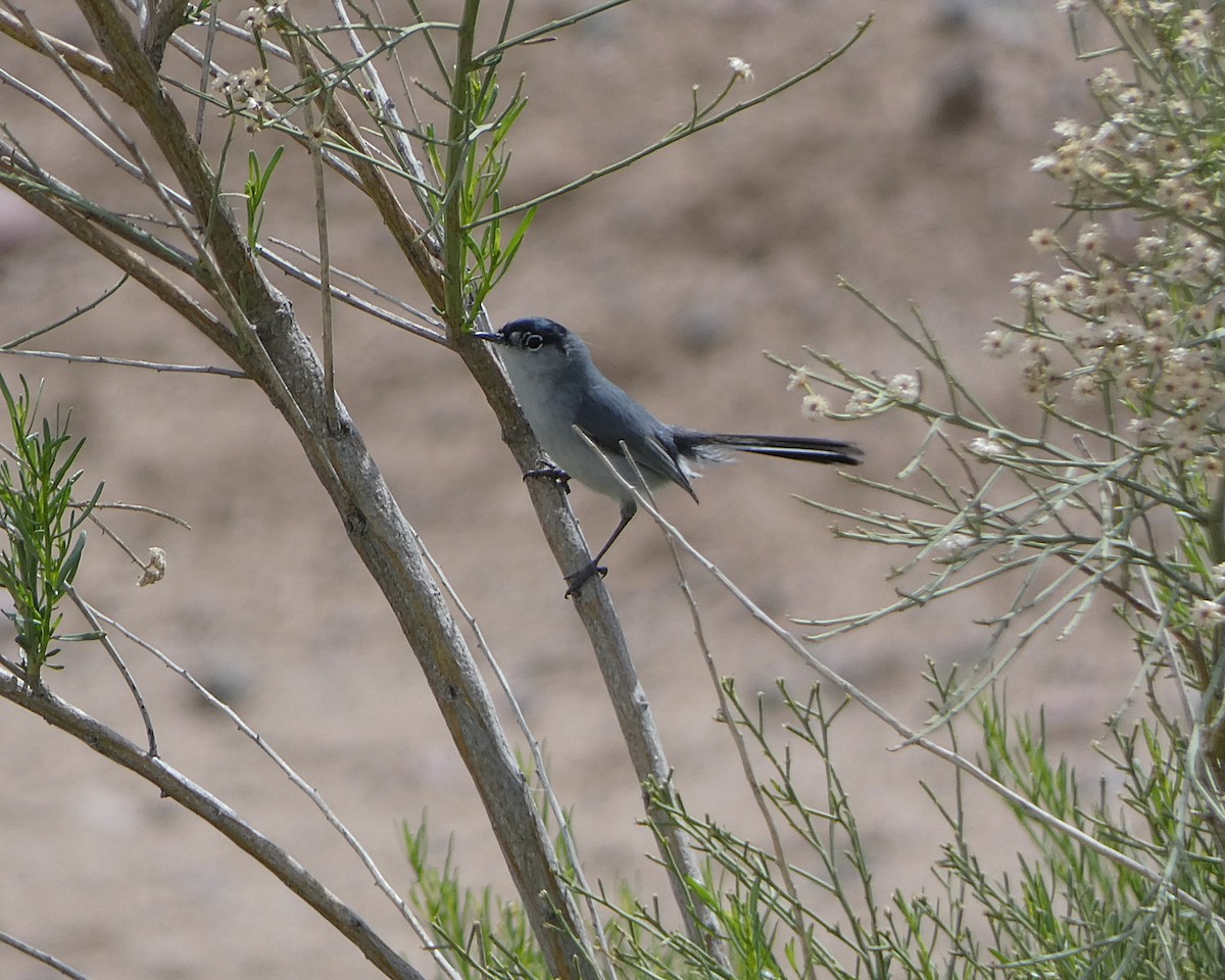 Black-tailed Gnatcatcher - ML146441931