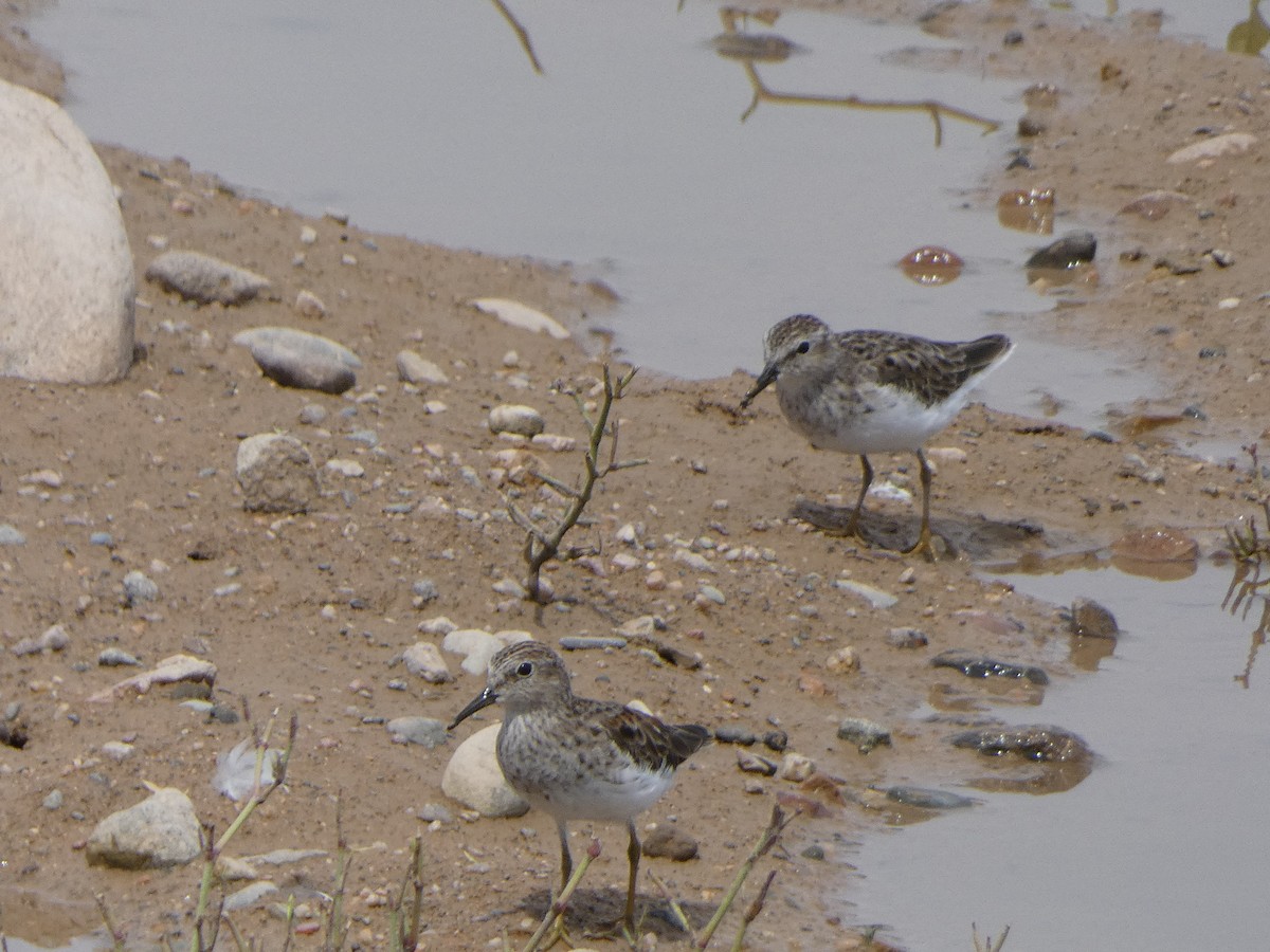 pygmésnipe - ML146441941