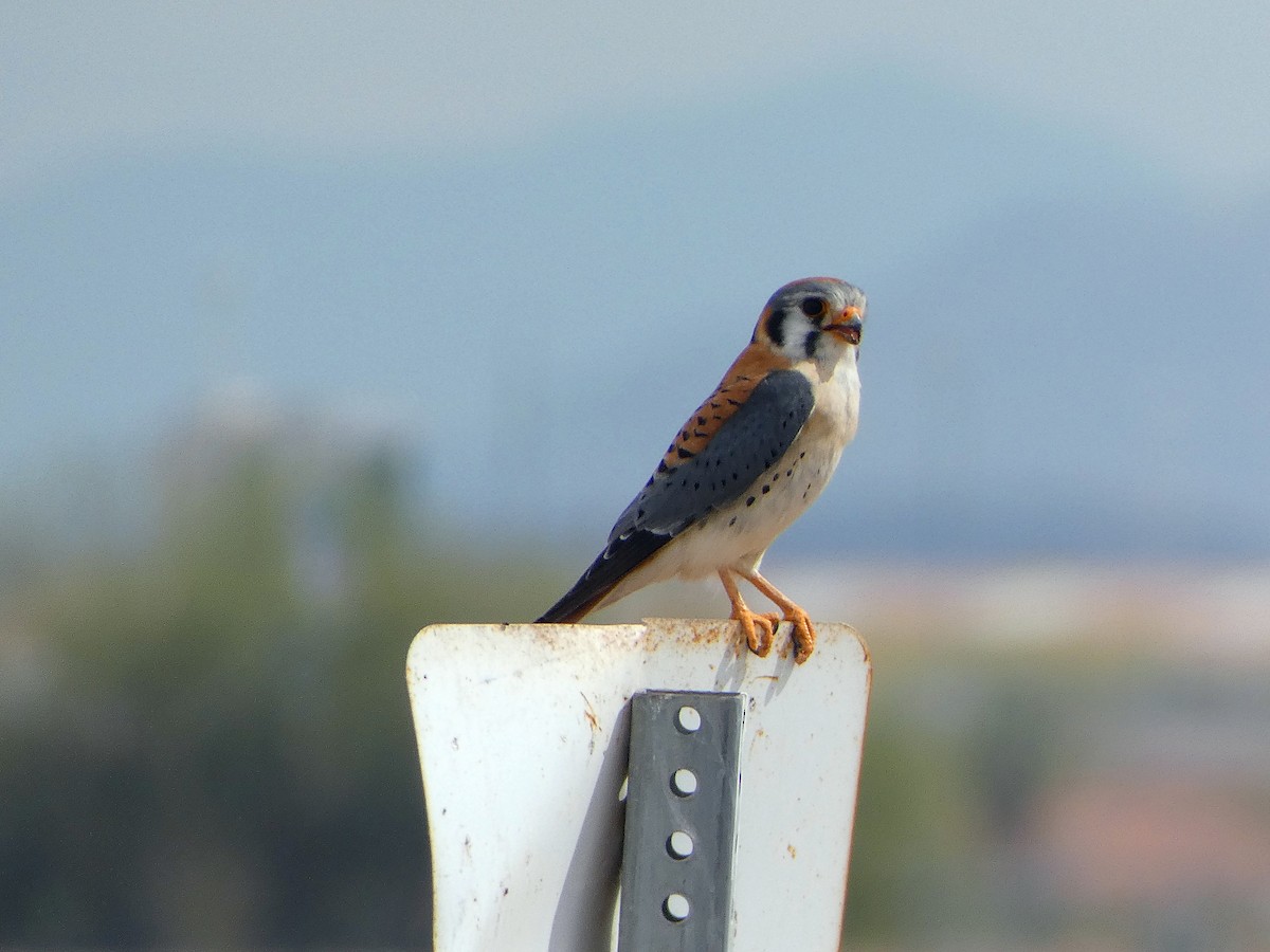 American Kestrel - ML146442011