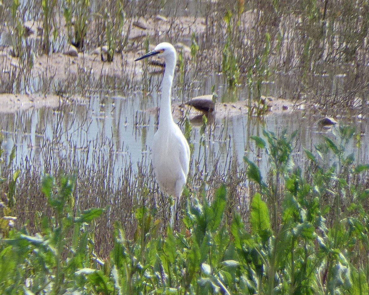 Snowy Egret - ML146442111