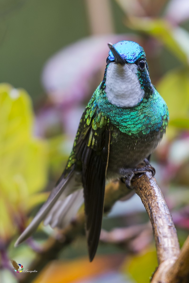 White-throated Mountain-gem - ML146442181