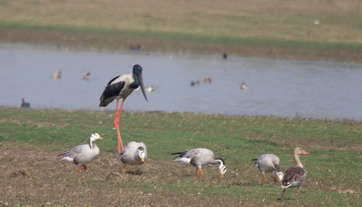 Bar-headed Goose - ML146442721