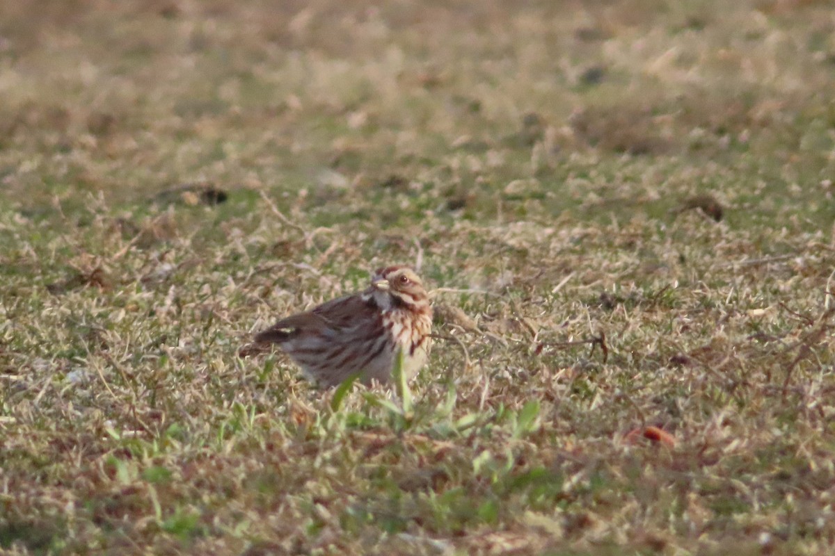 Song Sparrow - ML146444171