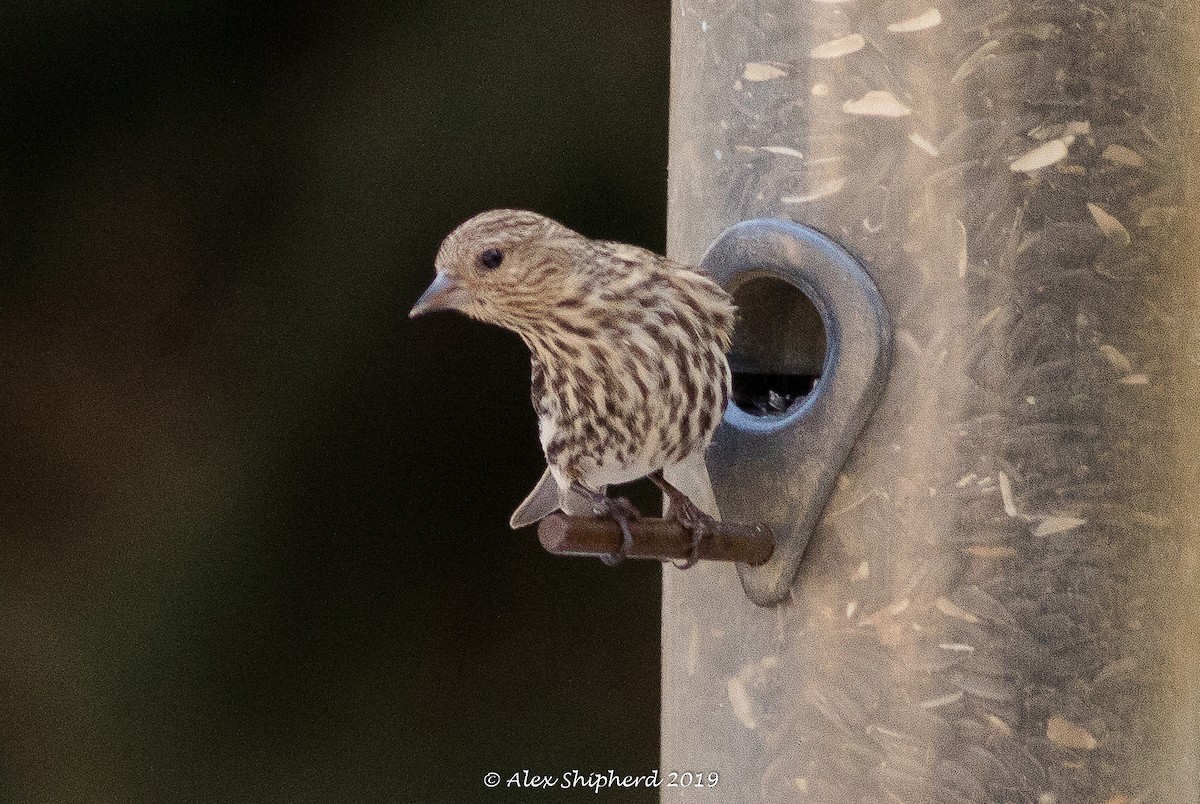 Pine Siskin - Alex Shipherd