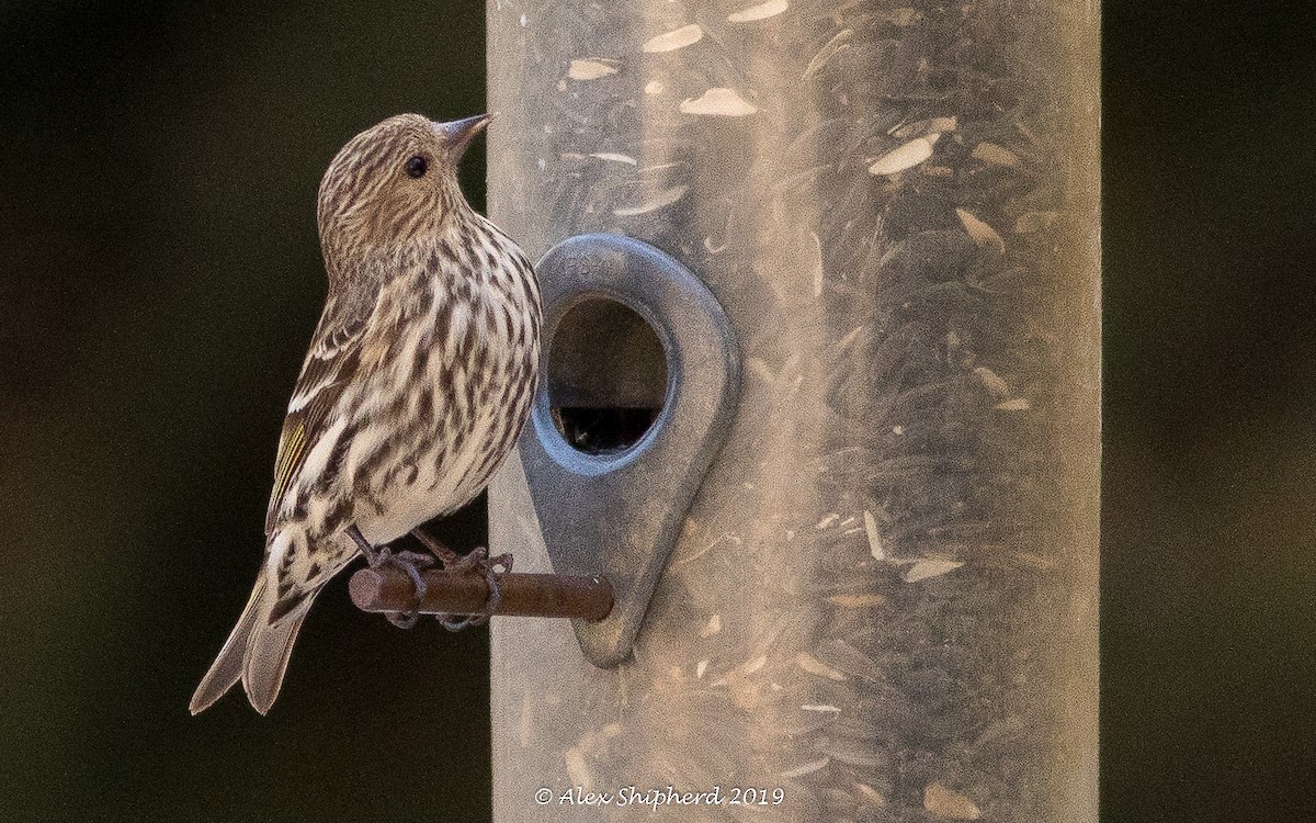 Pine Siskin - ML146445341