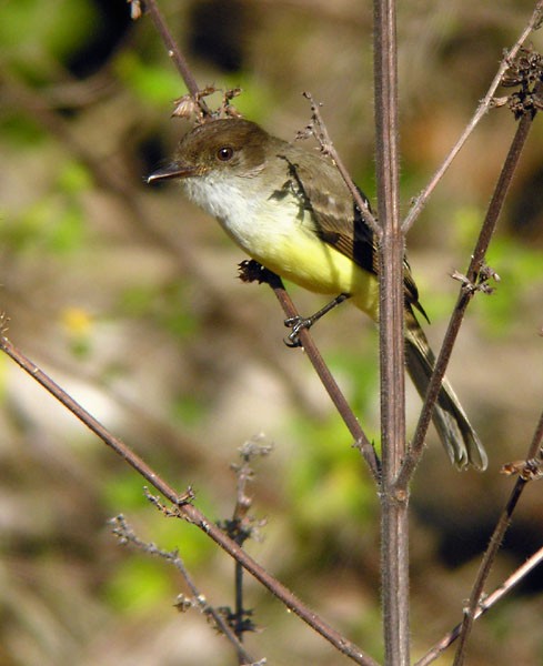 Sad Flycatcher - ML146446561