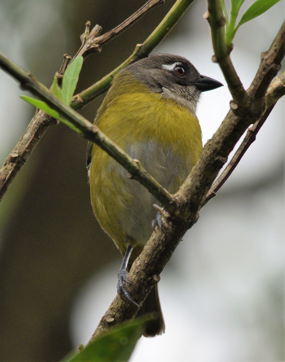 Common Chlorospingus - ML146447541