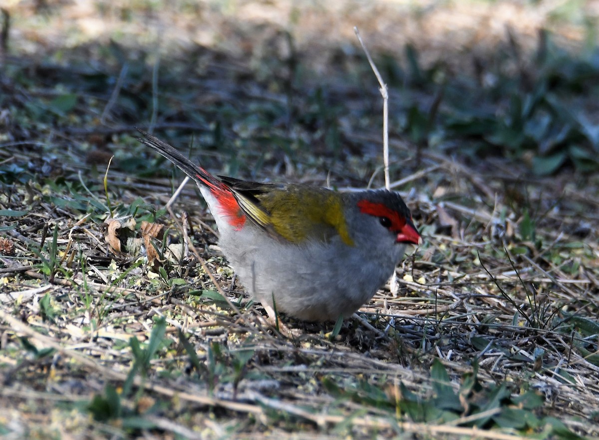 Red-browed Firetail - ML146447701