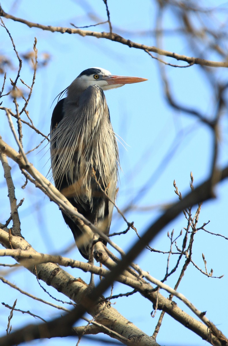 Great Blue Heron - Denis Tétreault