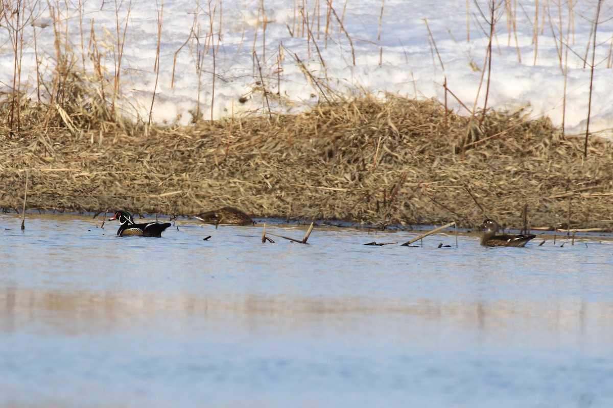 Wood Duck - ML146448221