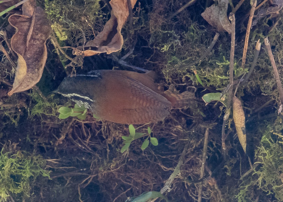 Gray-breasted Wood-Wren - Robert Bochenek