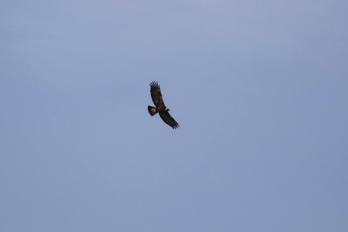 Golden Eagle - ML146449681