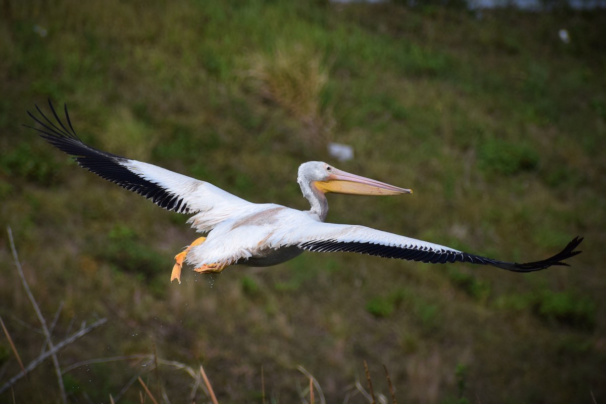 American White Pelican - ML146452501