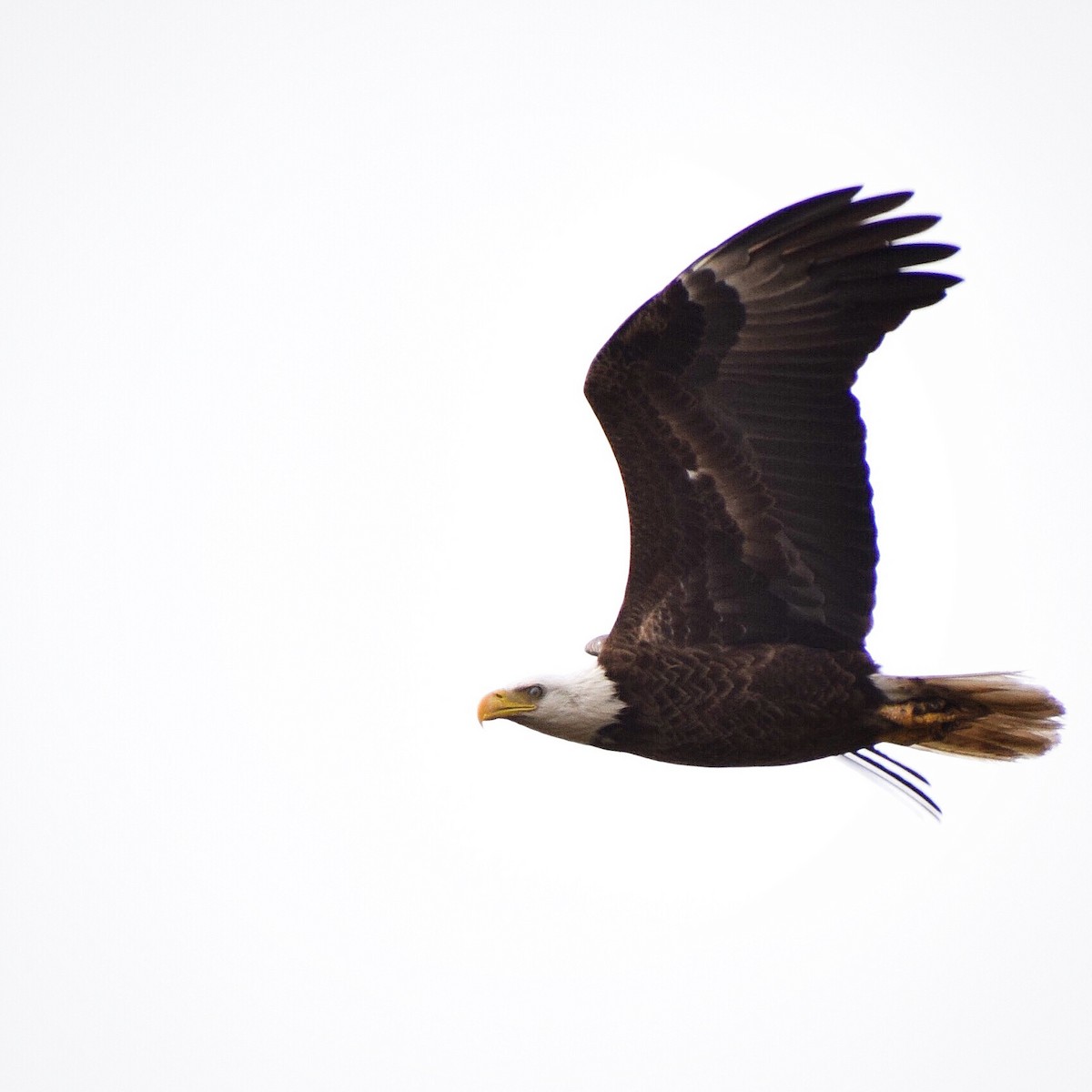 Bald Eagle - ML146452581