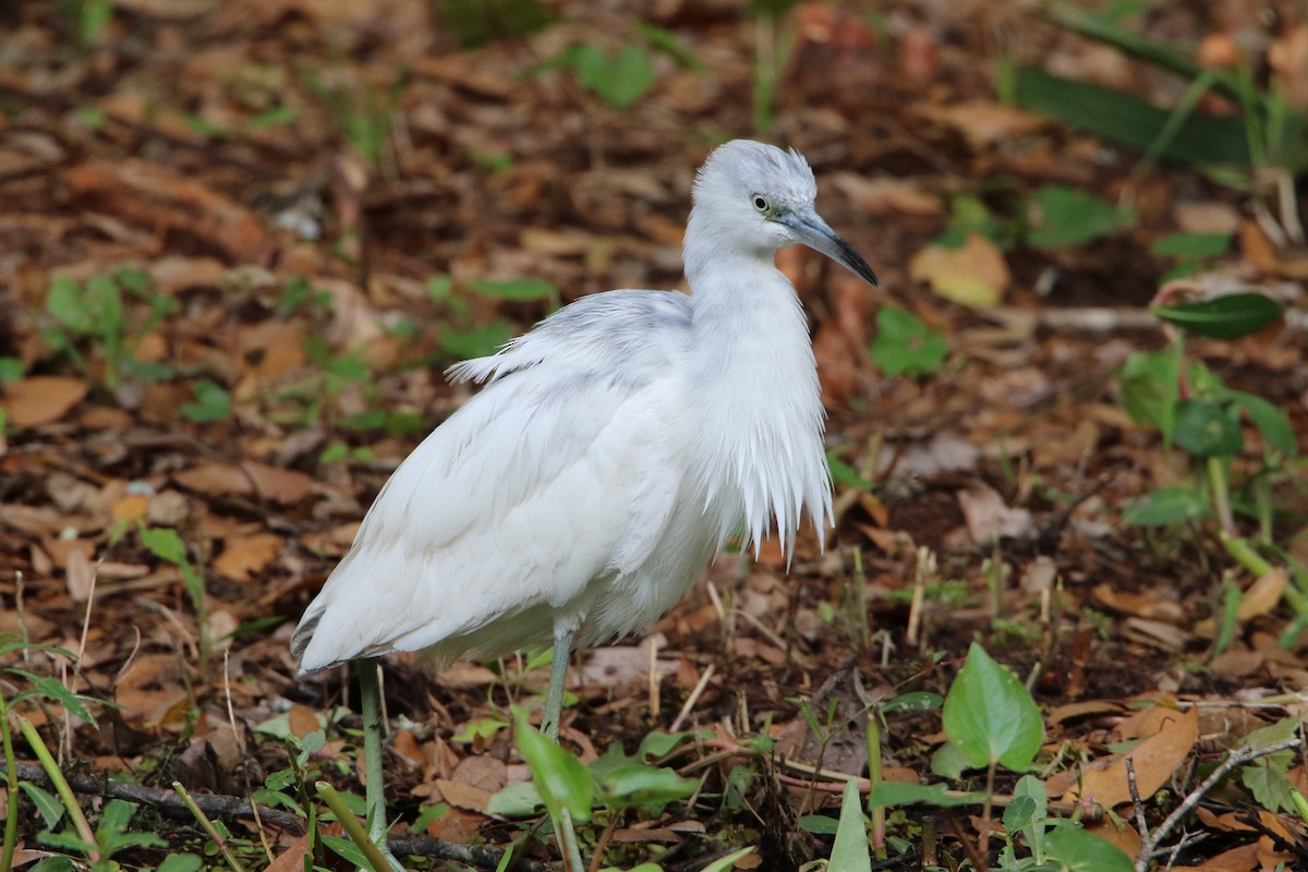 Great Blue Heron - Terry Crabe