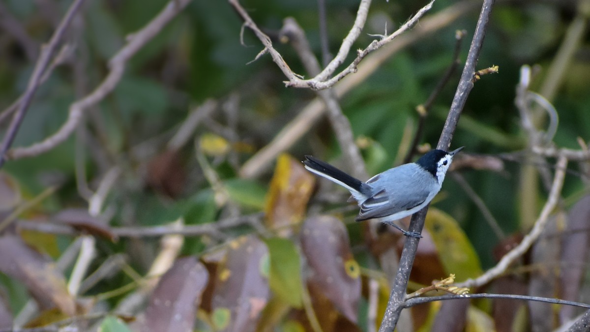 White-browed Gnatcatcher - ML146454241