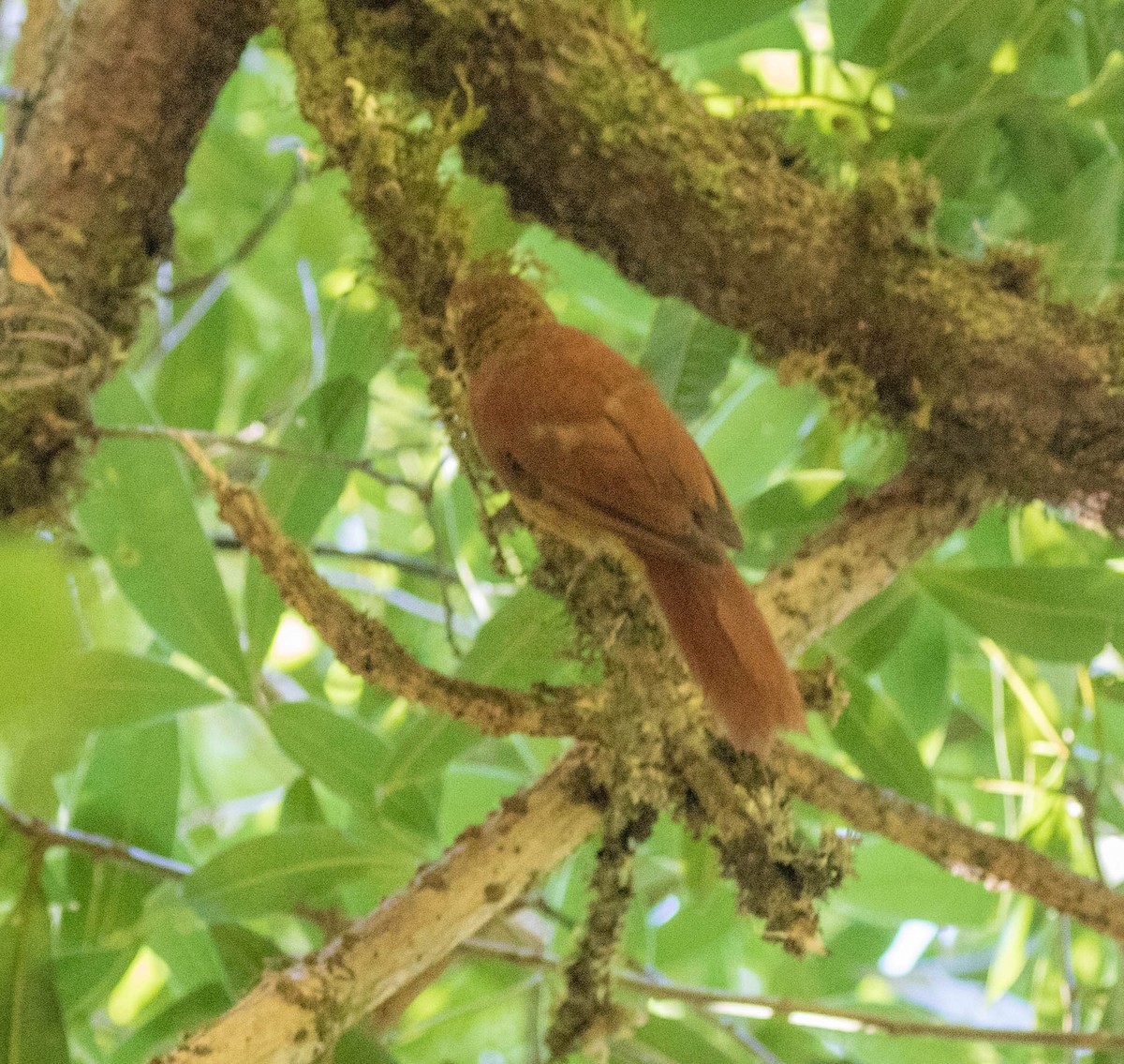 Ruddy Treerunner - Robert Bochenek