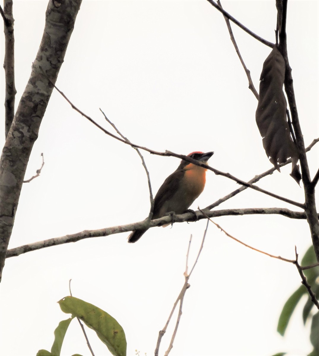 Scarlet-crowned Barbet - Ginny Culver